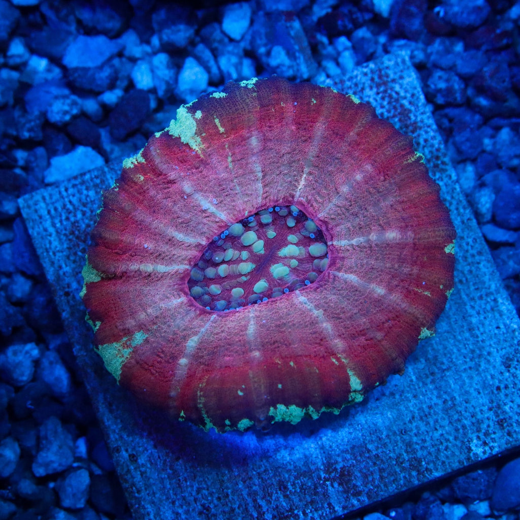 Unique Scolymia