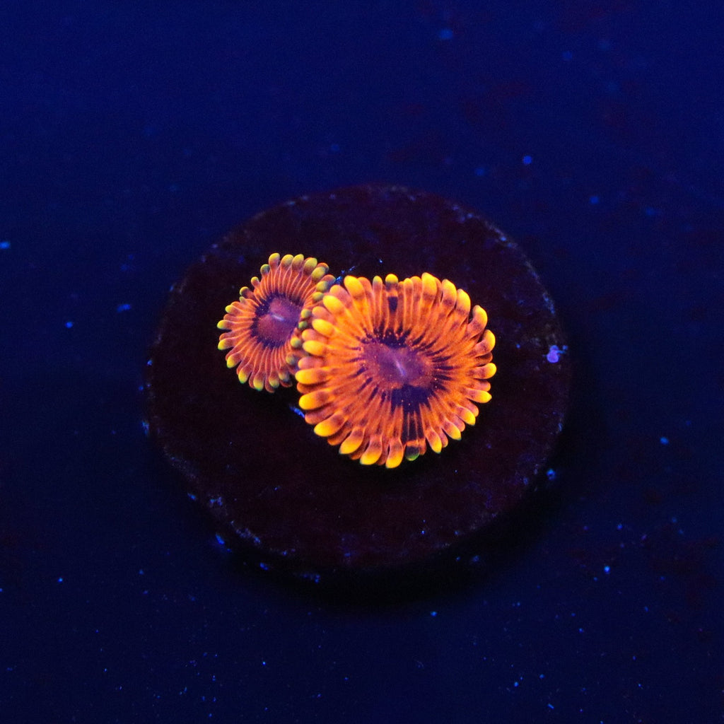 Burning Embers Zoanthid