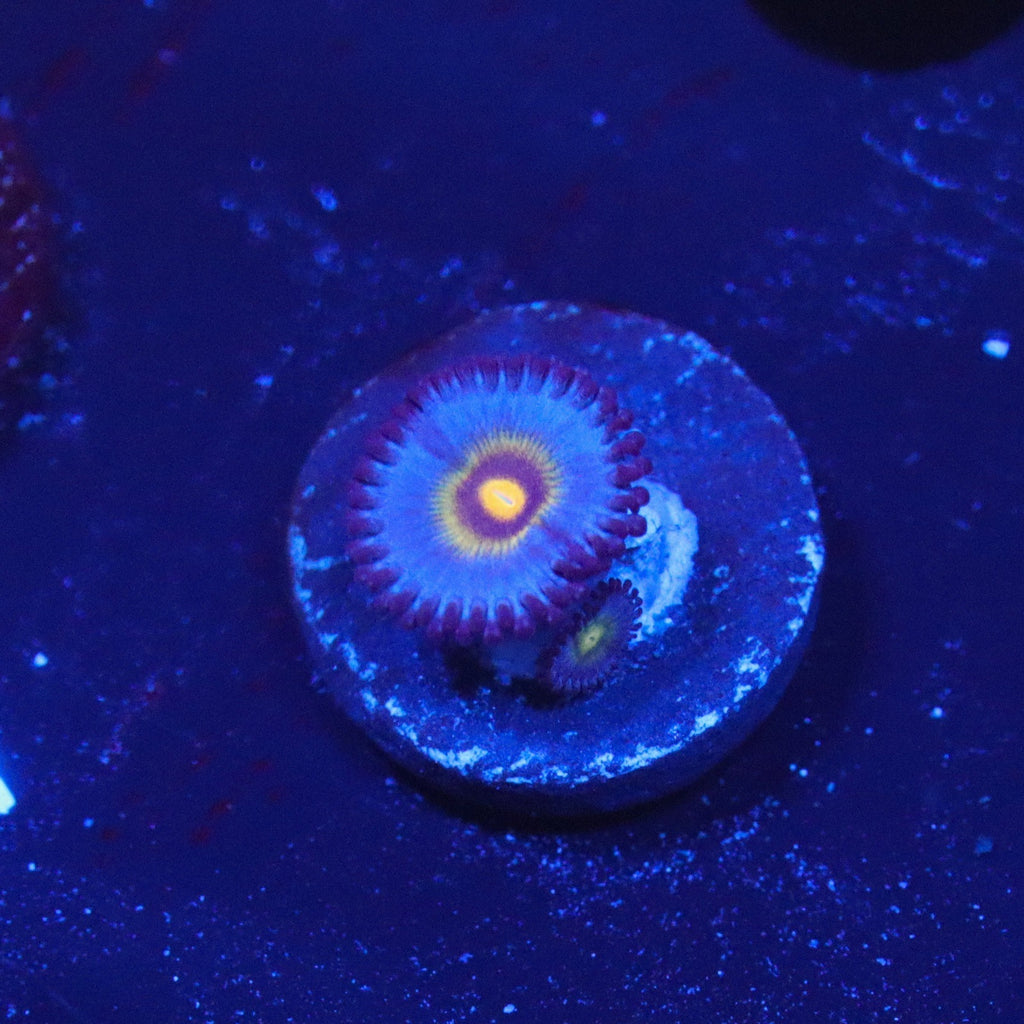 Wolverine Zoanthid Double