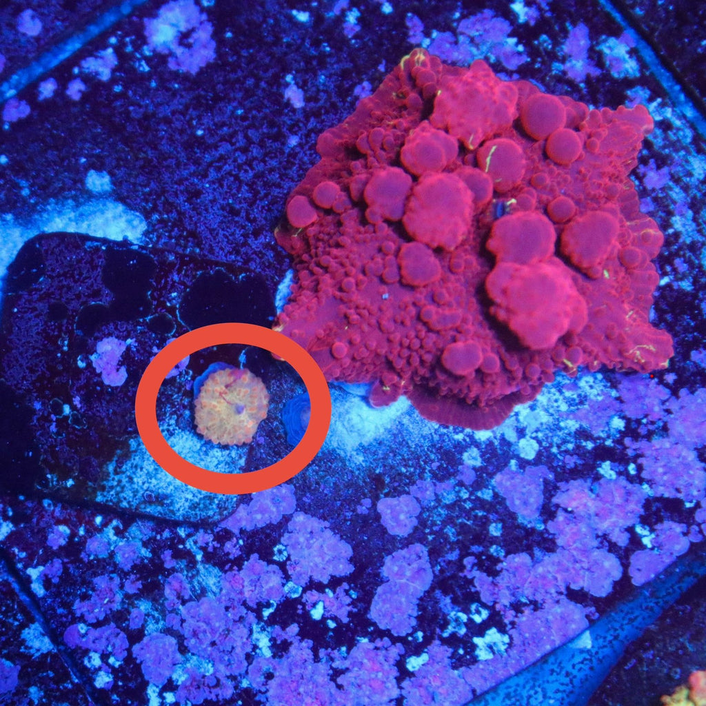 MC Electus Bounce Mushroom Baby