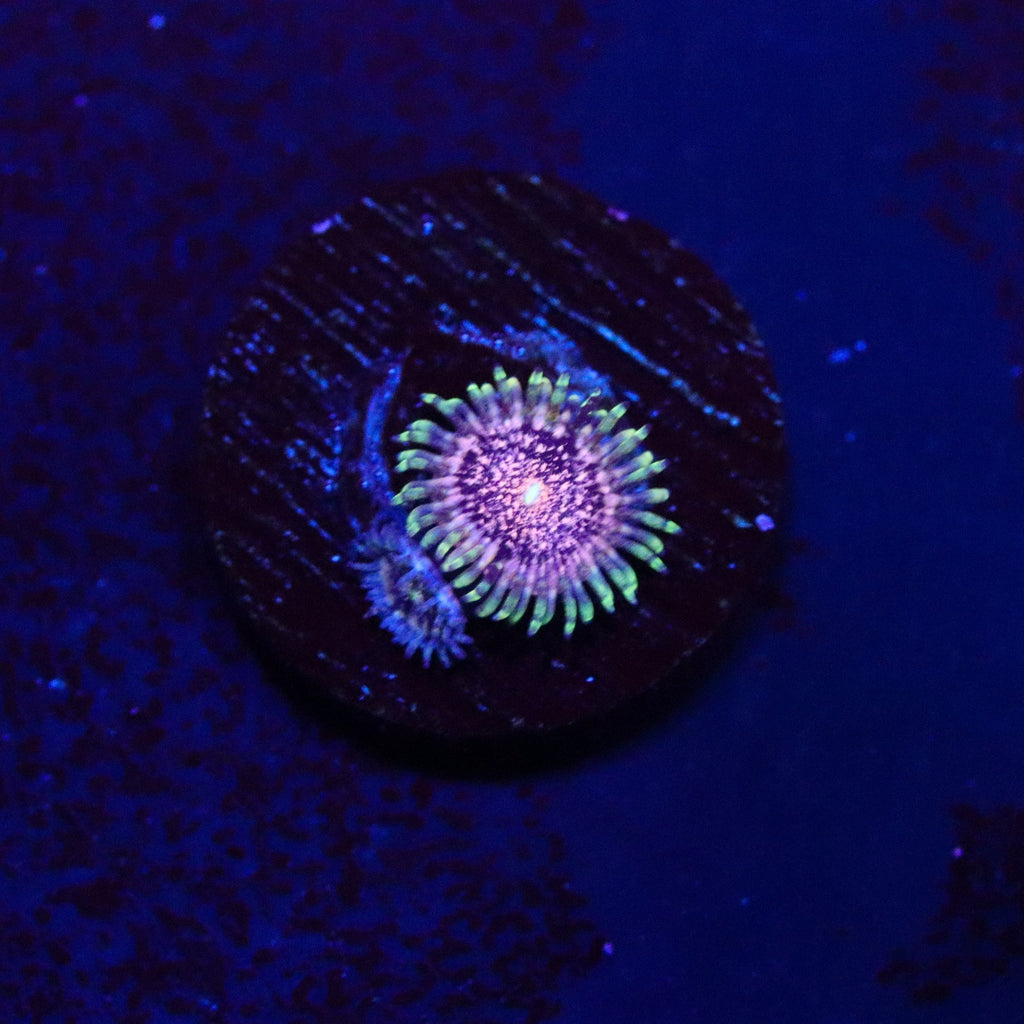 Gizmo Zoanthid