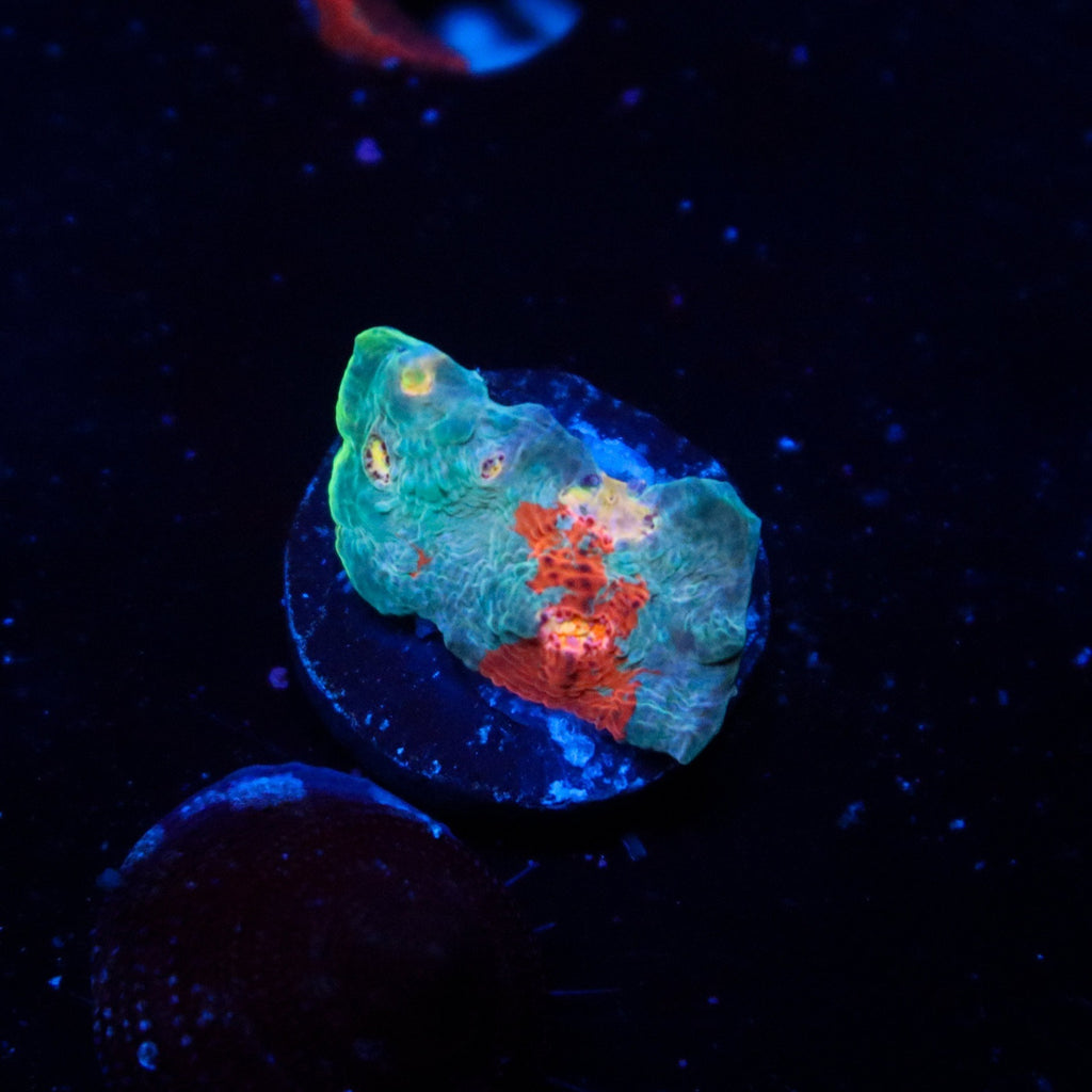 TCK Amazing Rainbow Chalice