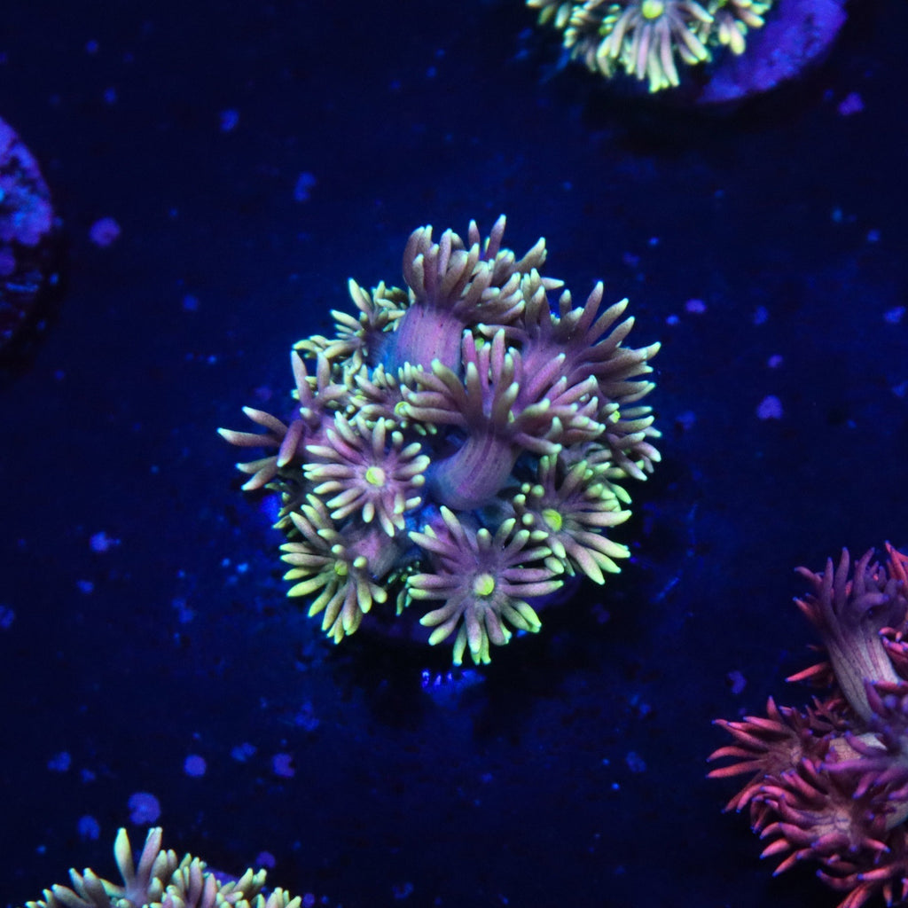 Ultra Gonipora
