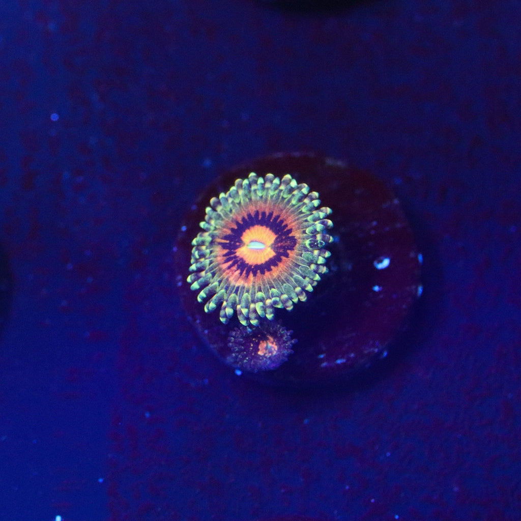 Rainbow Incinerator Zoanthid