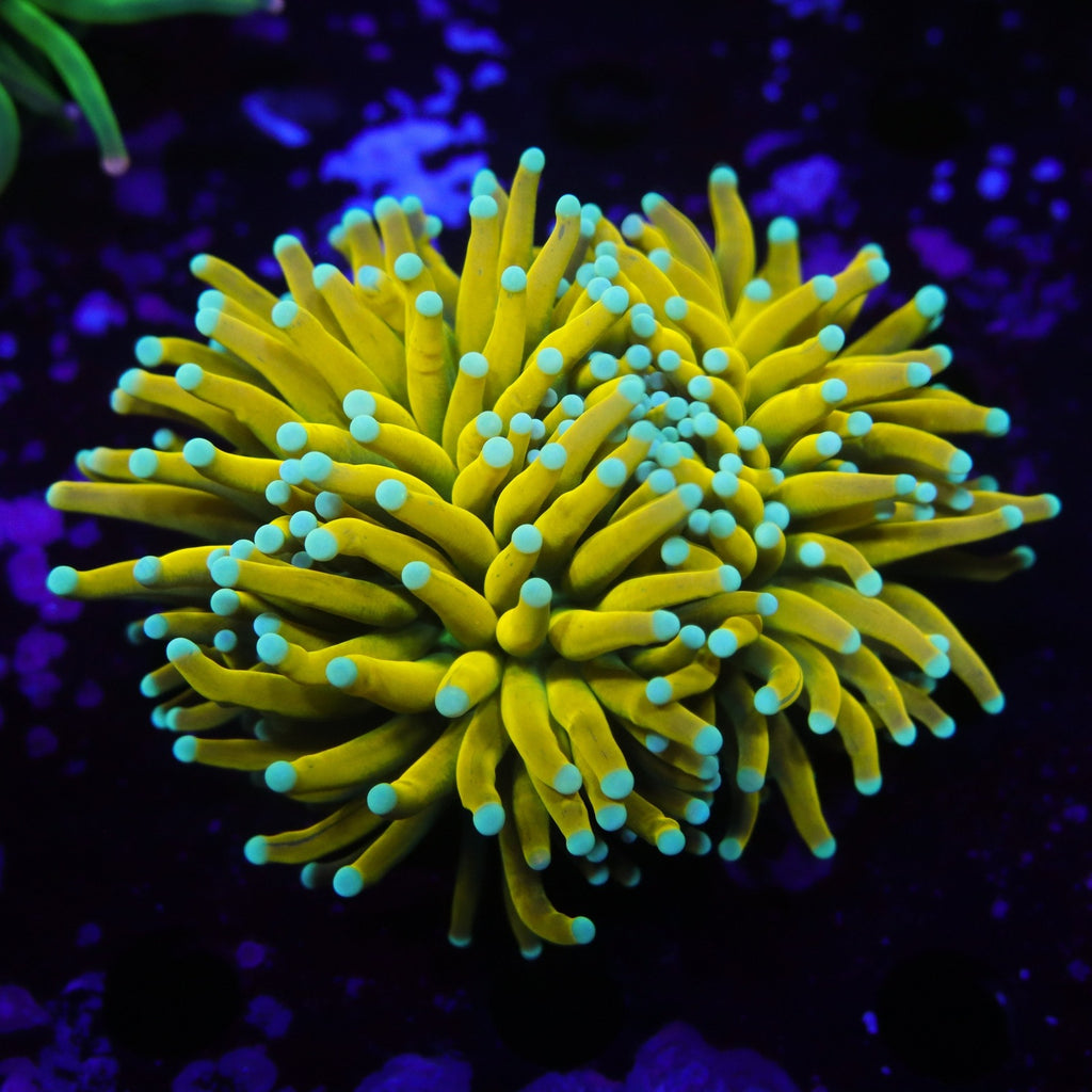 XL Banana Torch Splitting