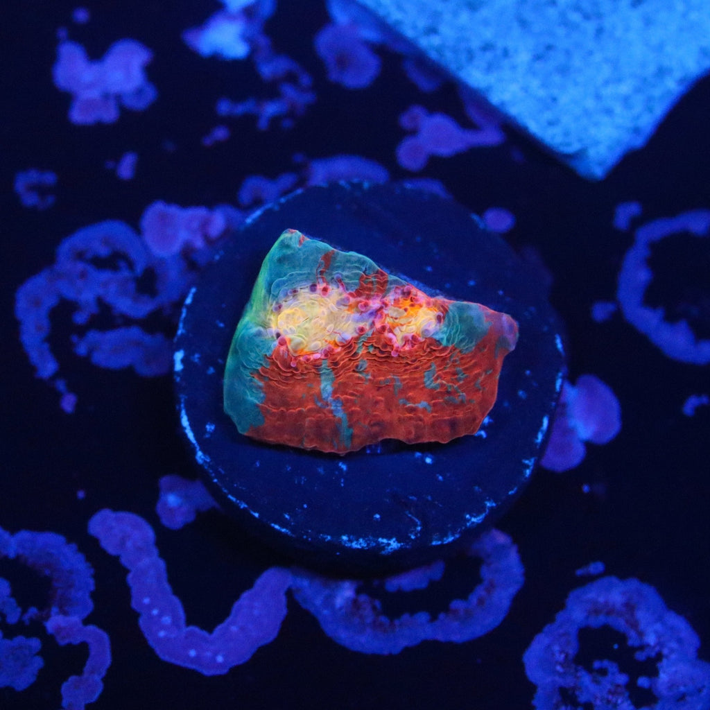 TCK Amazing Rainbow Chalice