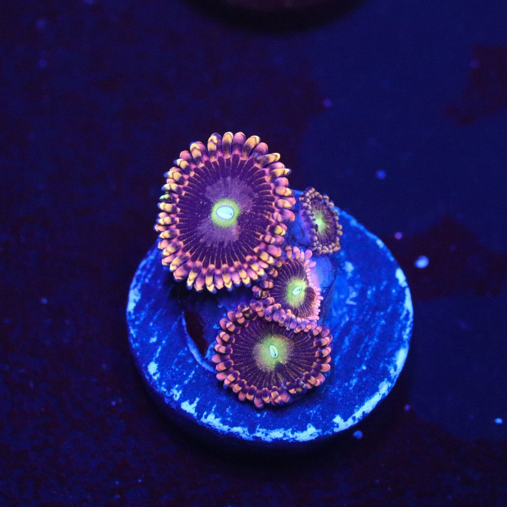 CK Bozo Birthday Zoanthid