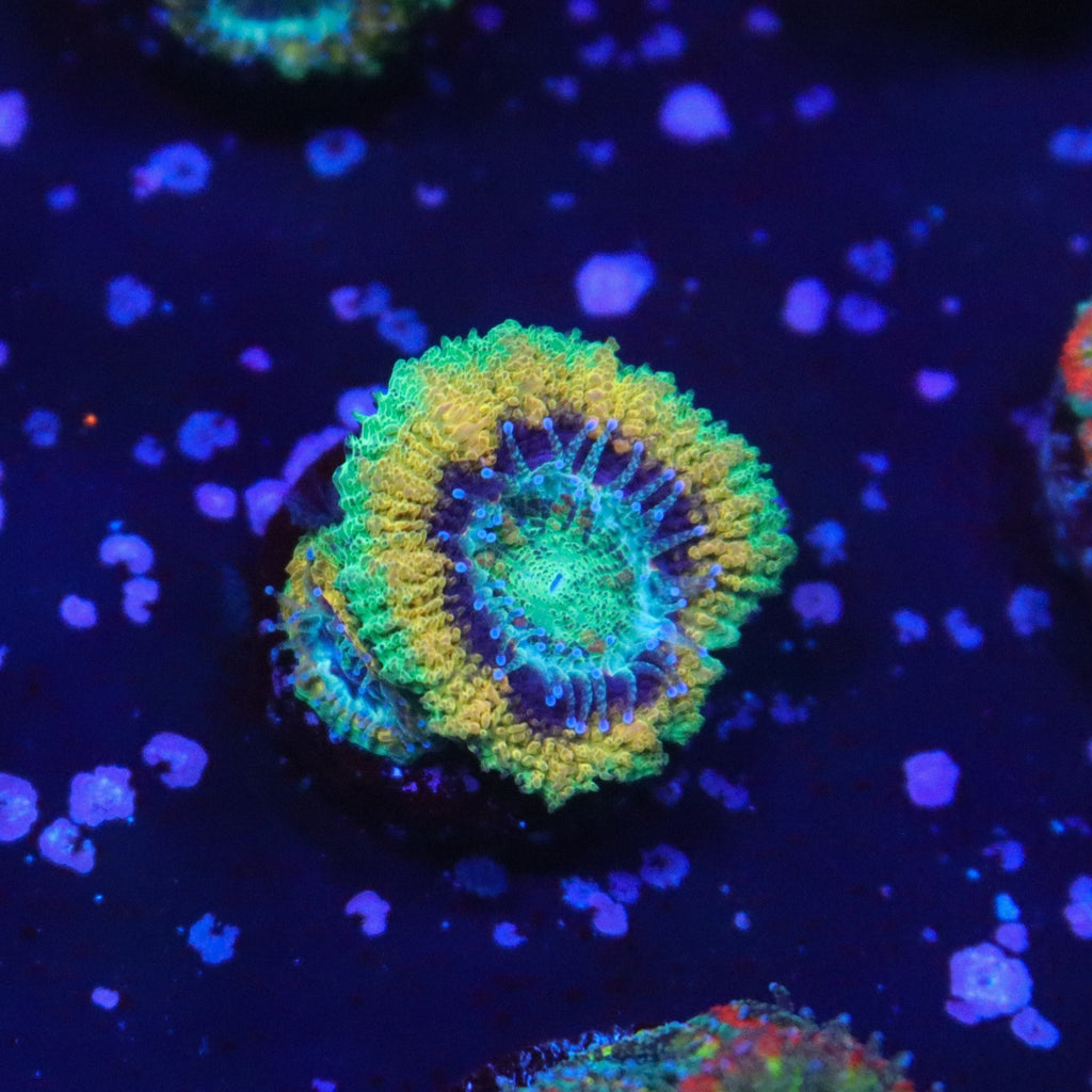OG Mardi Gras Acan