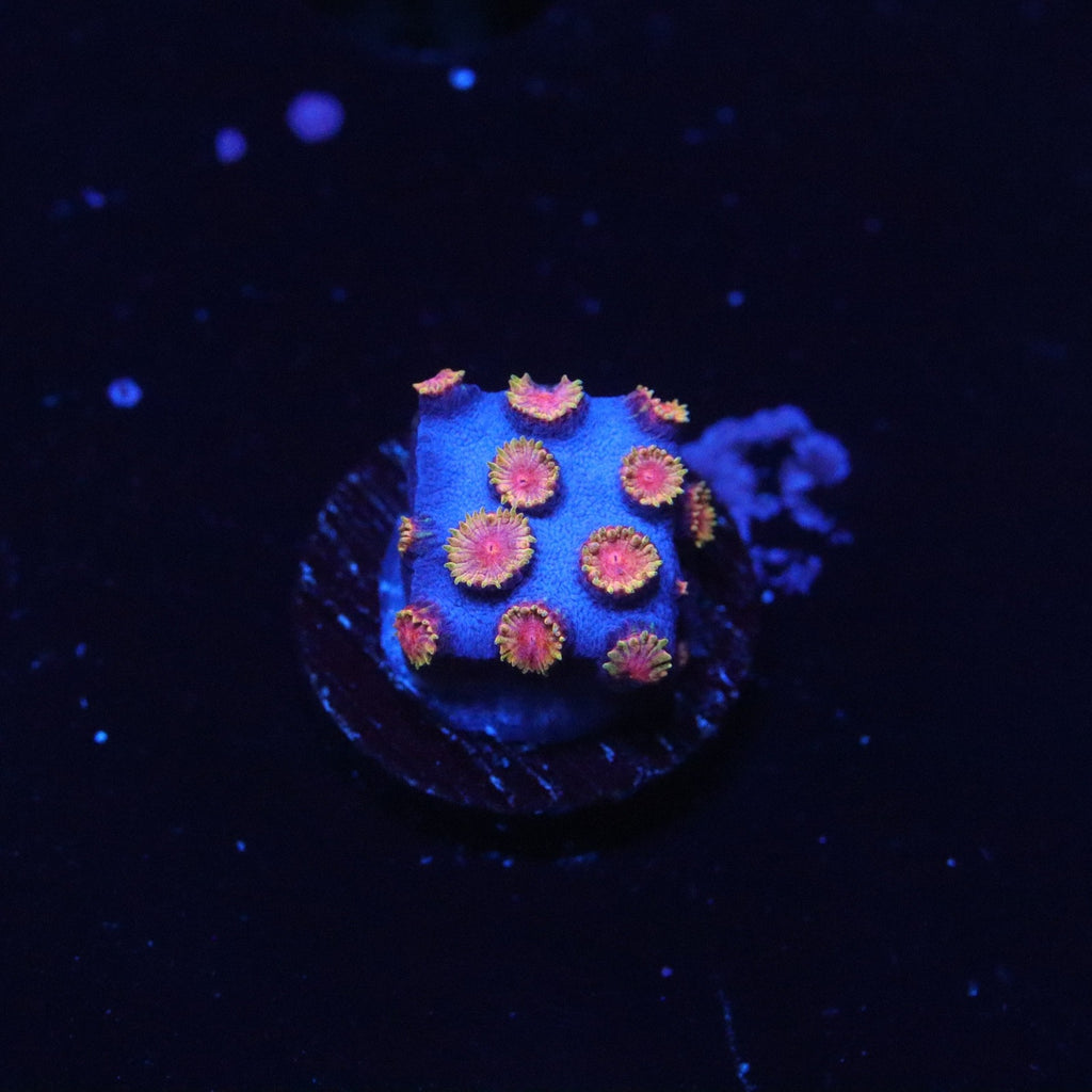 WWC Bizzaro Cyphastrea