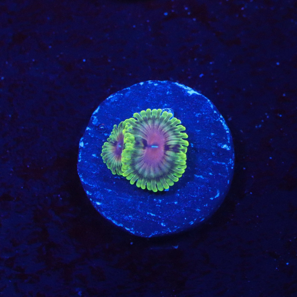 Scarlet Fever Zoanthid