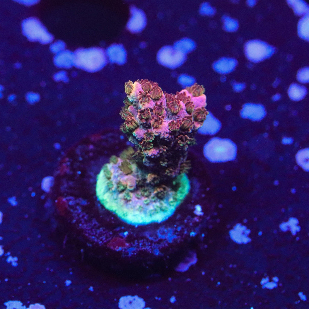 TSA Fruity Pebbles Acropora