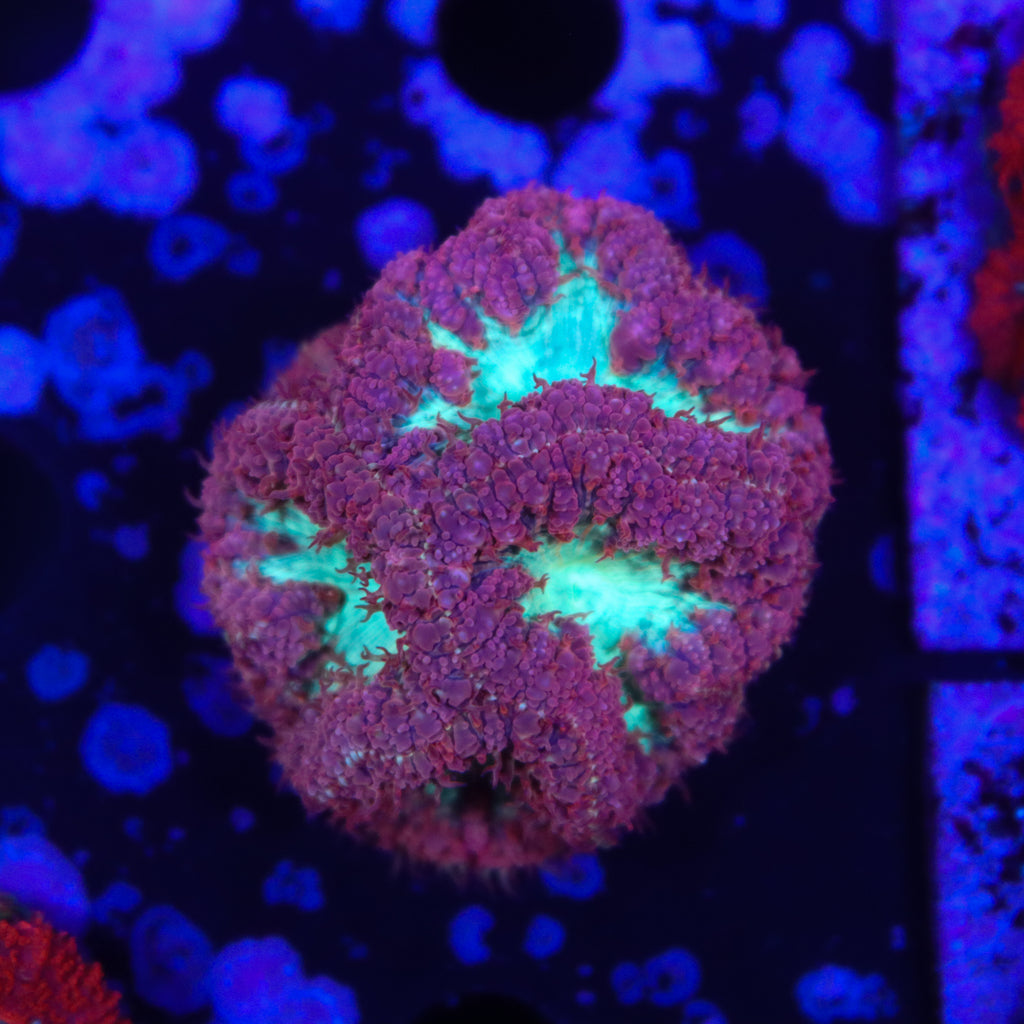 Ultra Blastomussa Colony