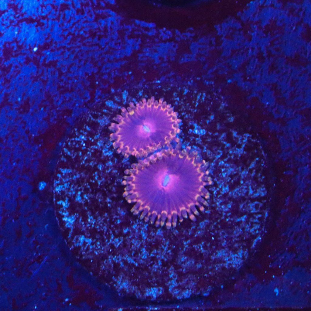 SBB Aphrodite Zoanthid