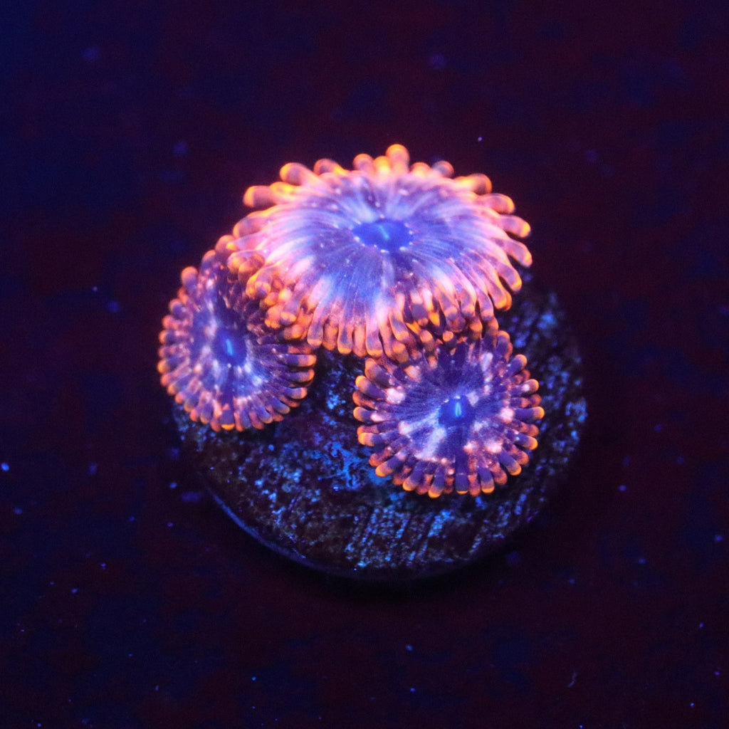 Utter Chaos Zoa