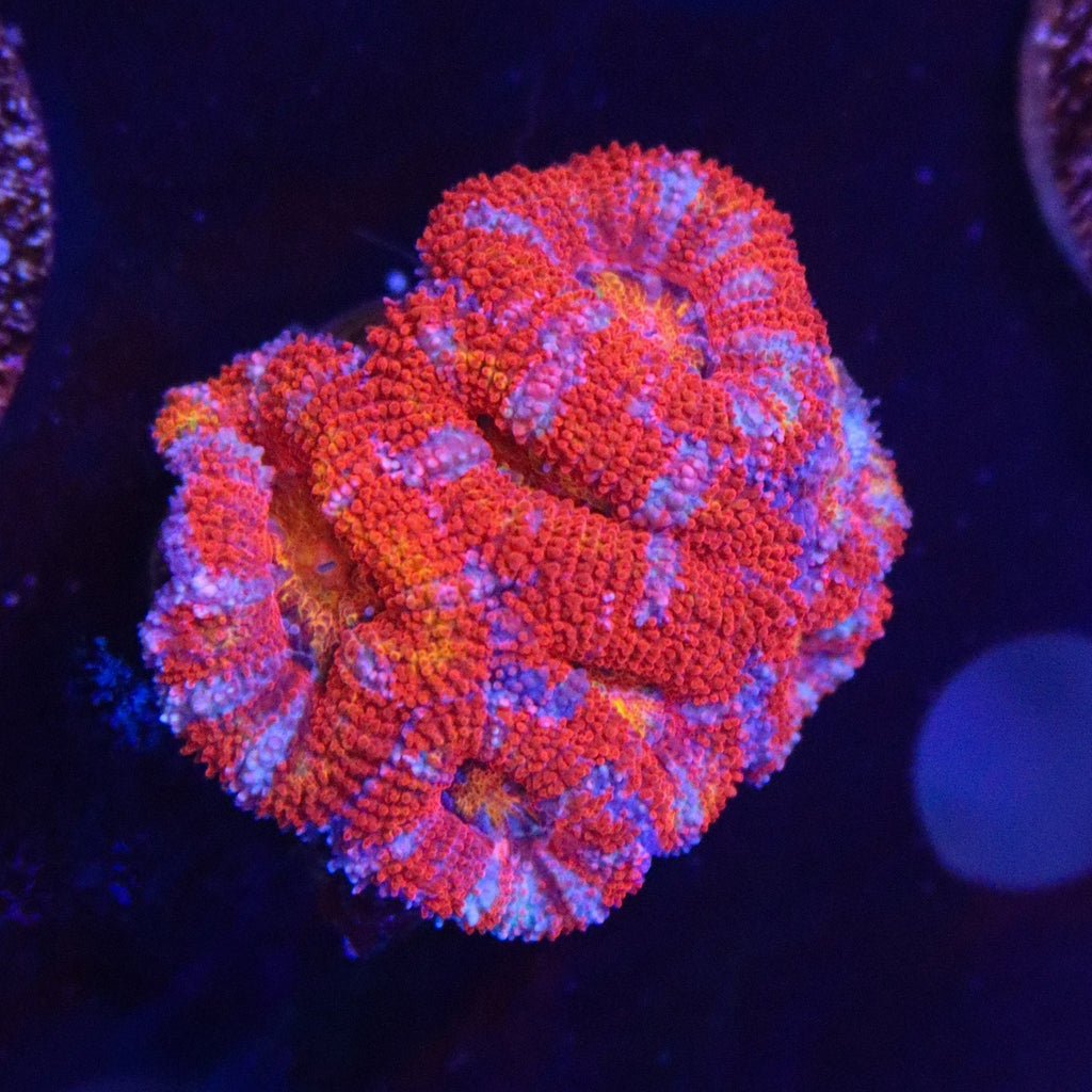Aussie Rainbow Acan