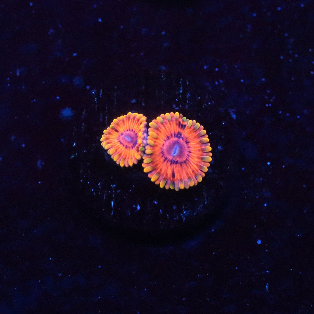 Burning Embers Zoa