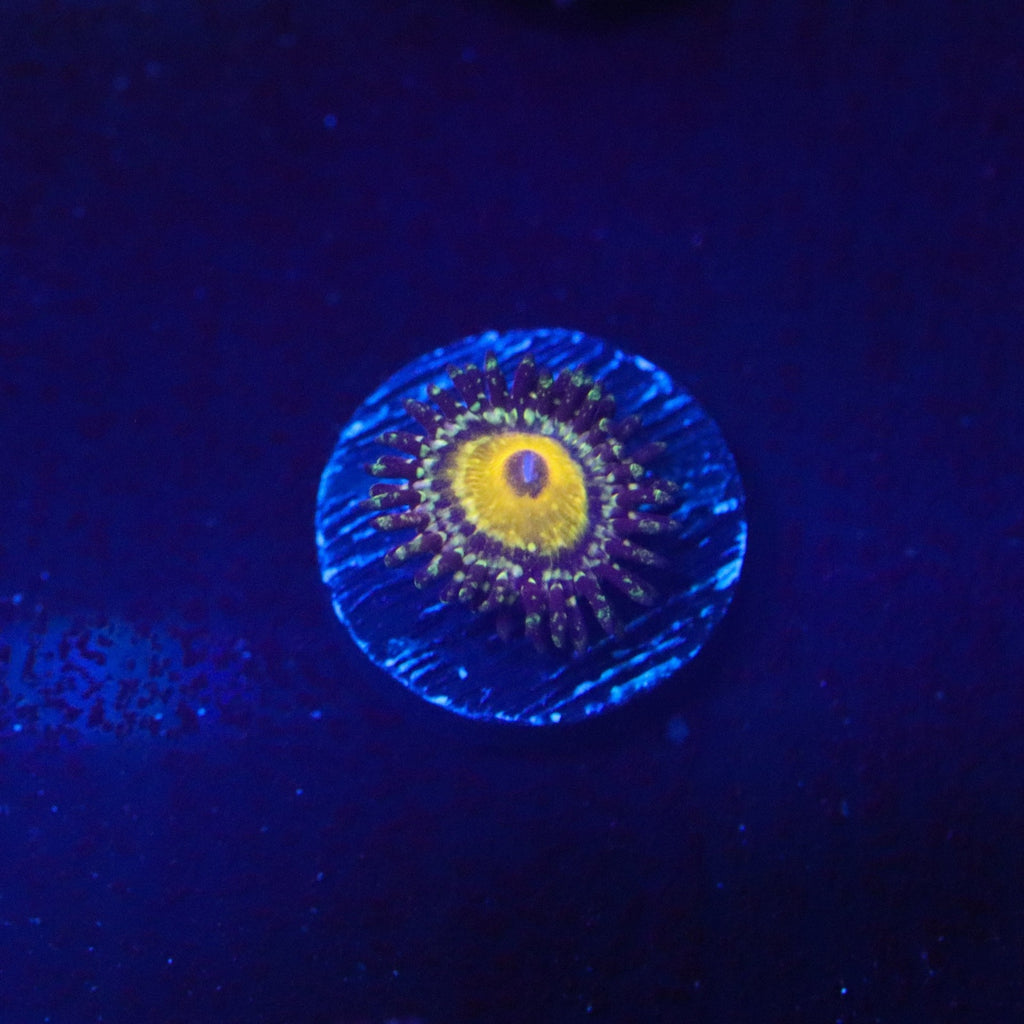 The Godbeast Zoanthid