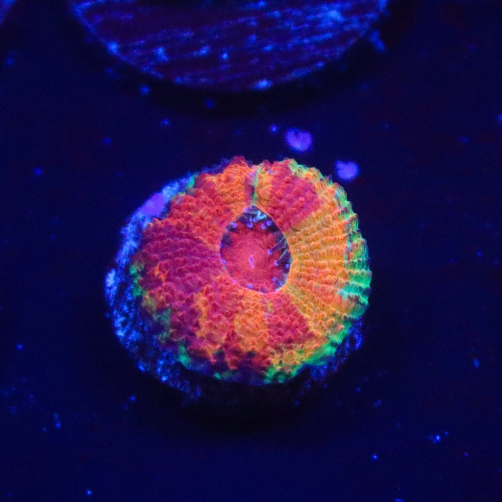 GB Jawbreaker Acan