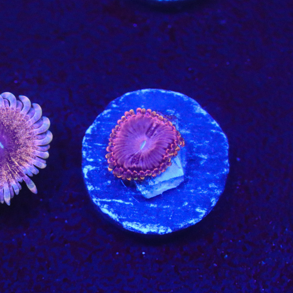 RR Koala Eye Zoanthid