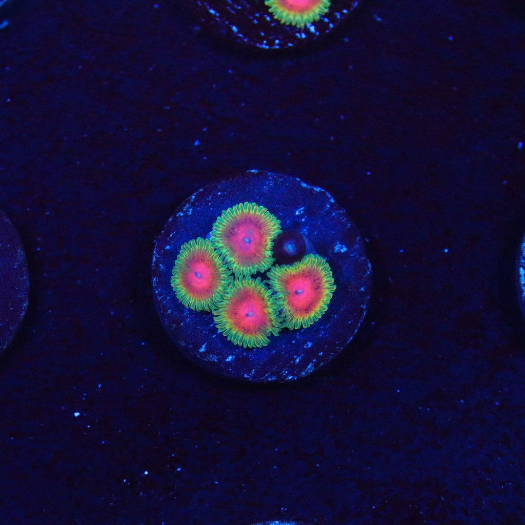 JF Awesome Blossom Zoanthid
