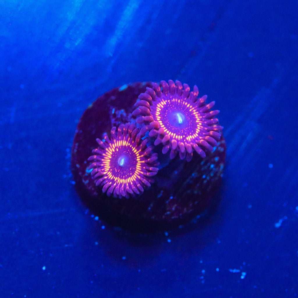 WWC Illuminati Zoa