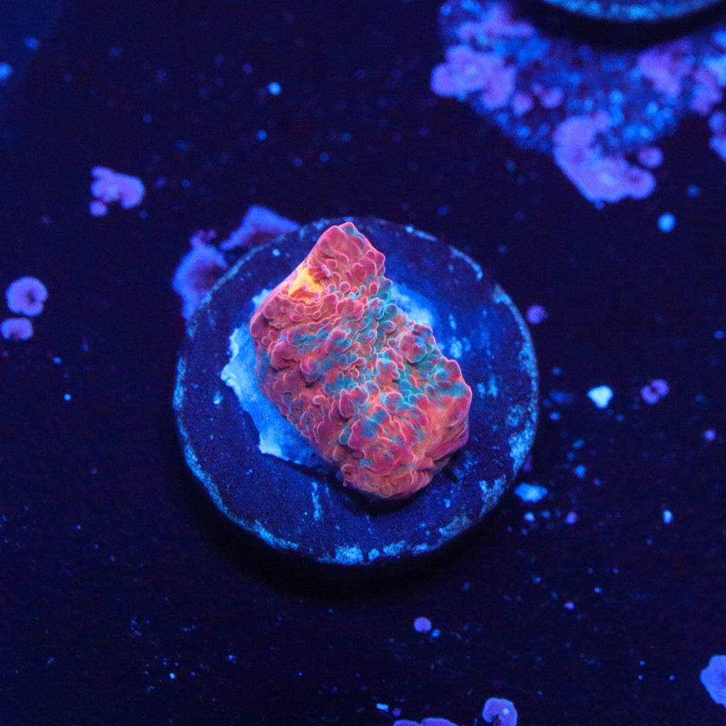 TCK Rimless Rainbow Chalice