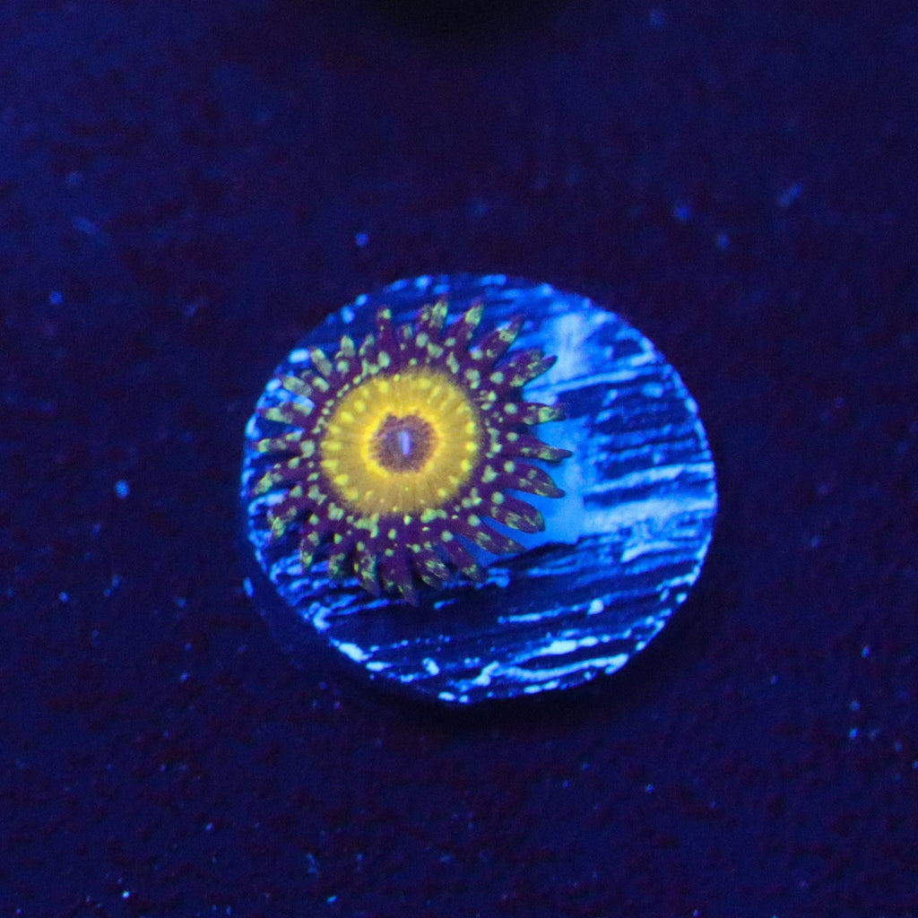 The Godbeast Zoanthid