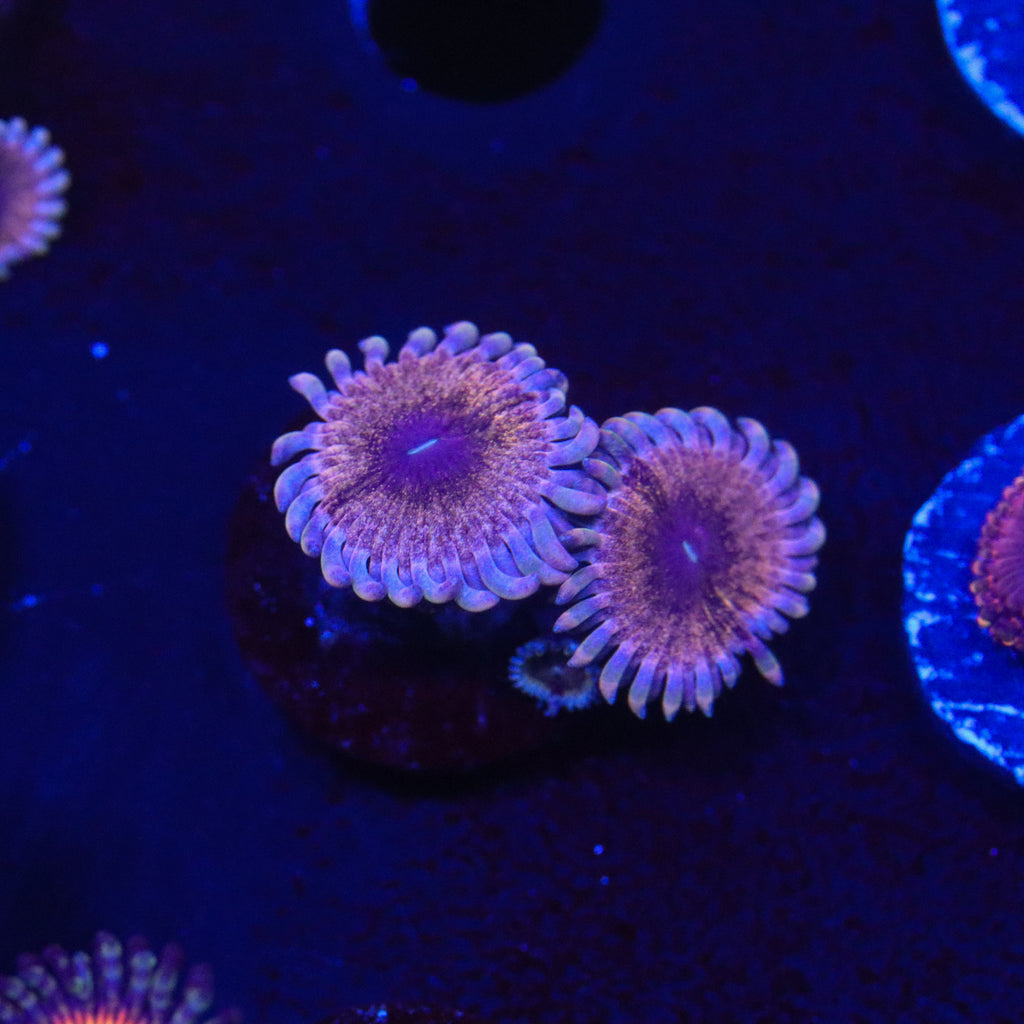 Solar Circus Zoanthid