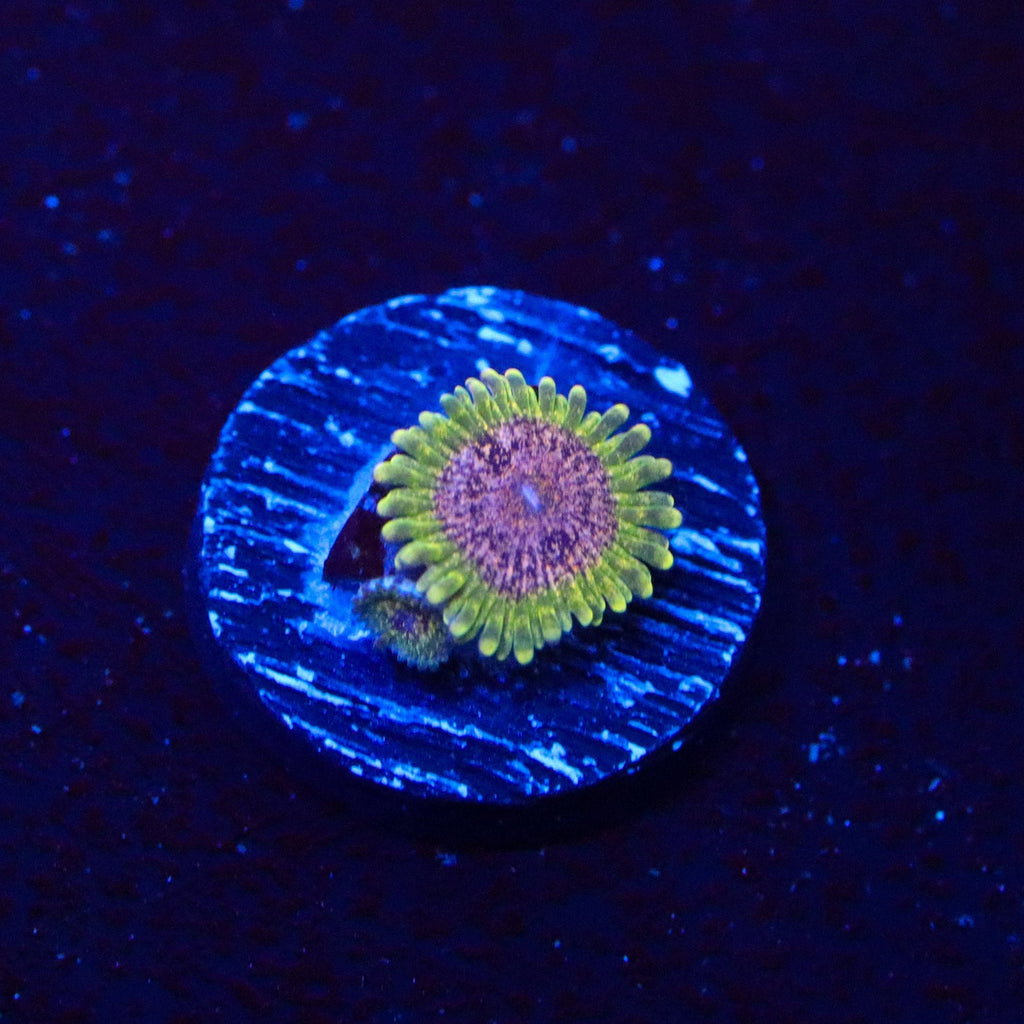 Northern Lights Zoanthids