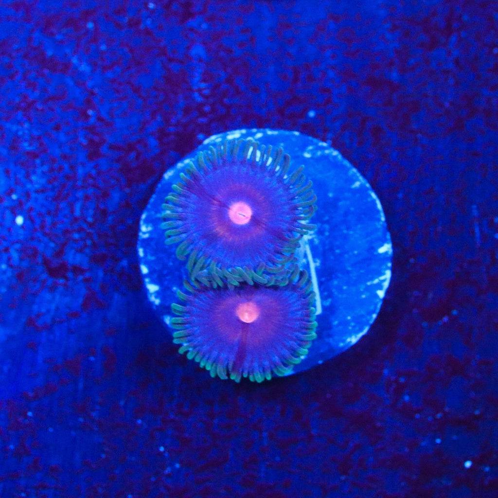 TSA Supergirls Zoanthid