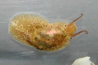 Stomatella Snail