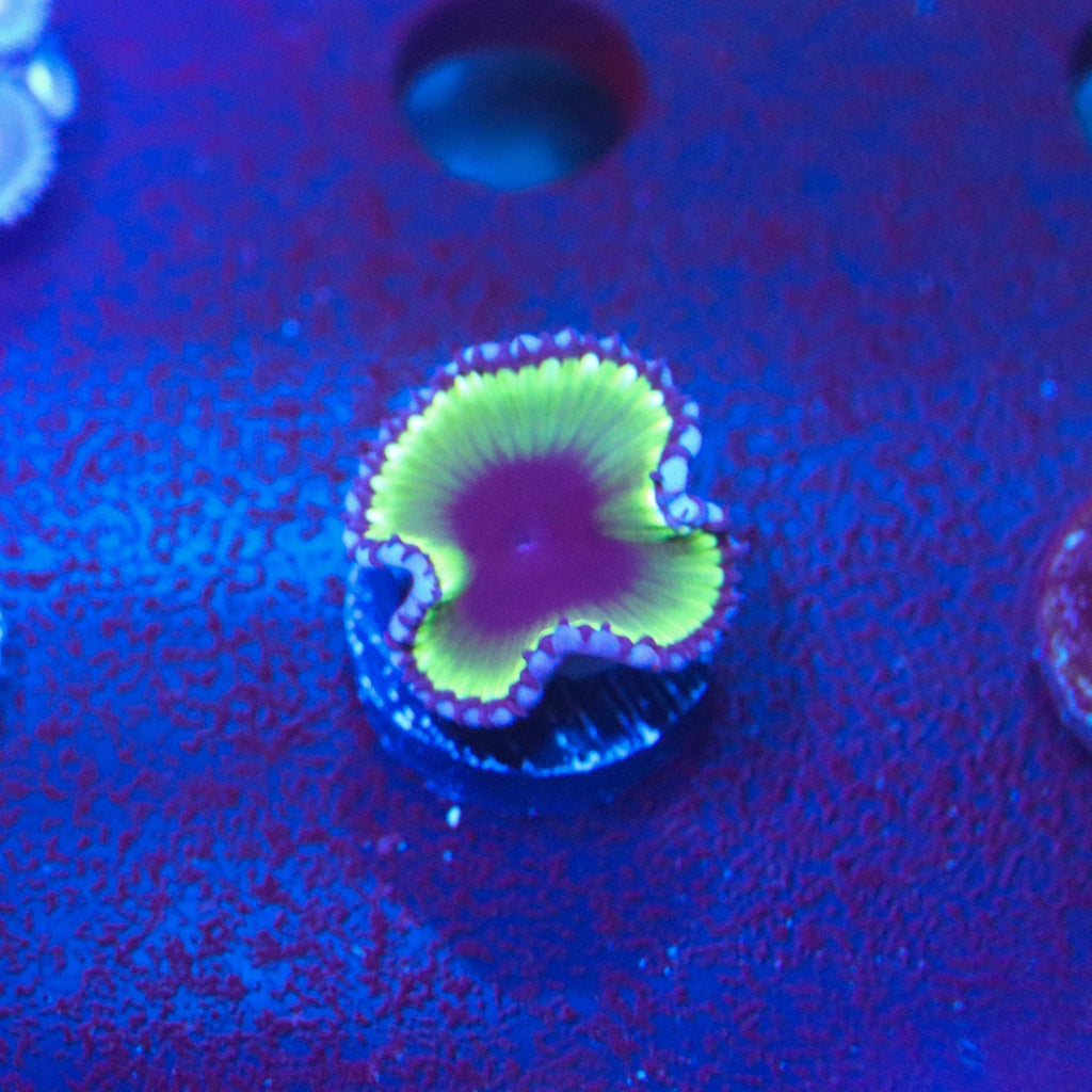 Palythoa Grandis