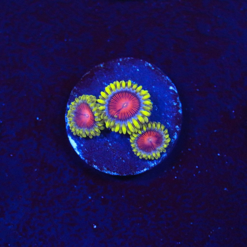 CC Spitfire Zoanthid