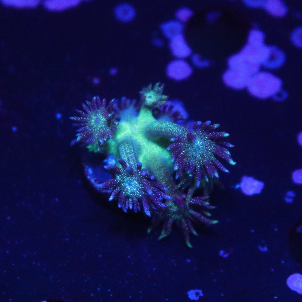 Green Glitter Gonipora