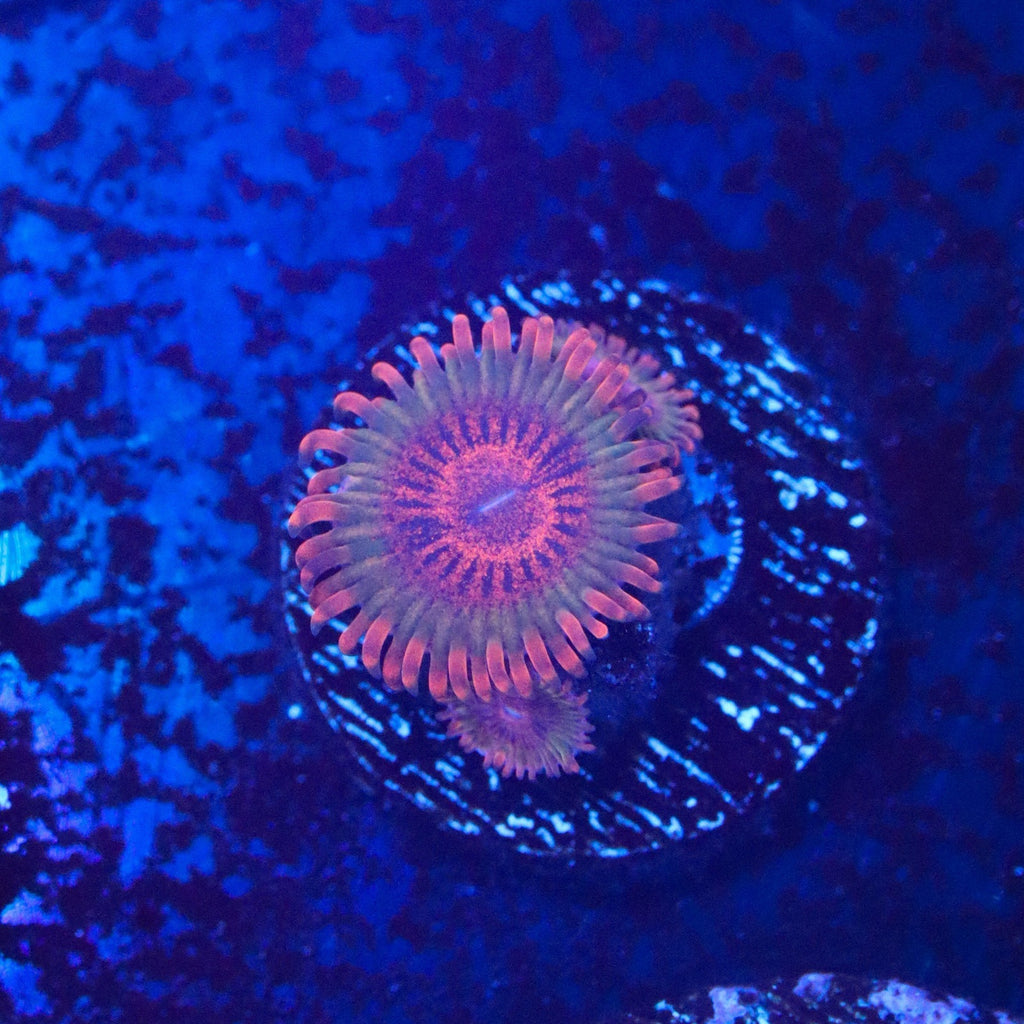 Speckled Krak Zoa