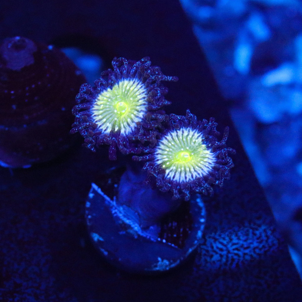TSA Frozen Apple Zoanthid