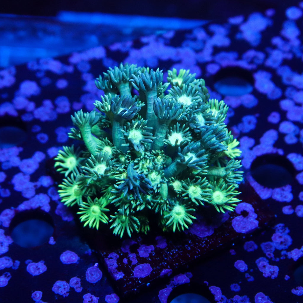 XXL Lemon Lime Gonipora Colony