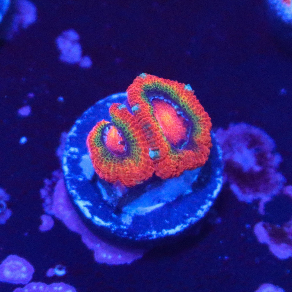 ECC Rainbow Road Micromussa