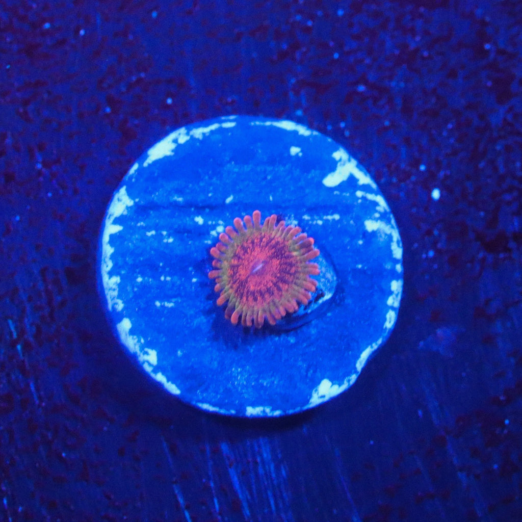 JF Speckled Krak Zoanthid