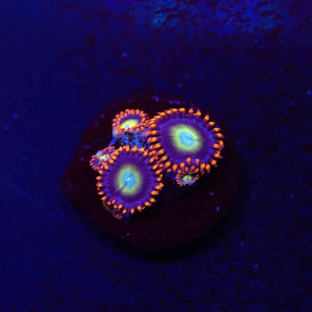 TSA Circus Freak Zoanthid