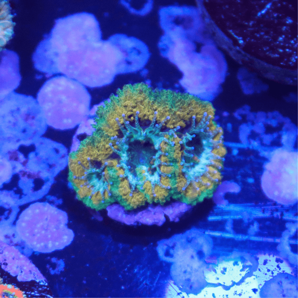 OG Mardi Gras Acan