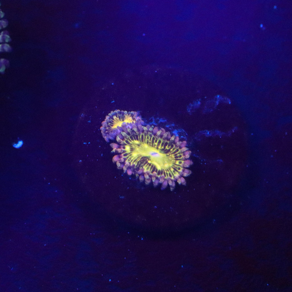 UC Grim Reaper Zoanthid
