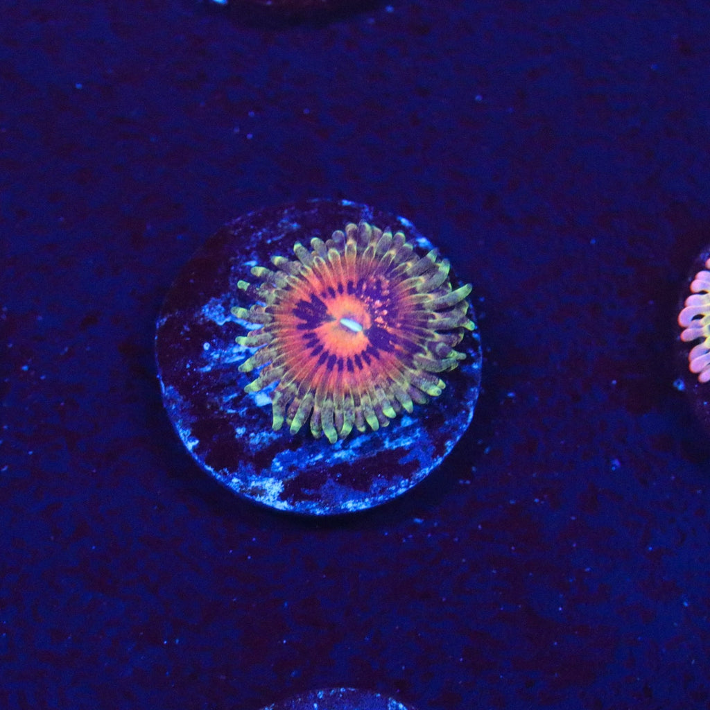 Rainbow Incinerator Zoanthid