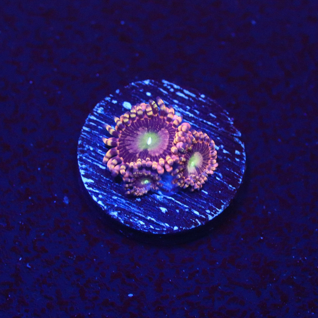 CK Bozo Birthday Zoanthid