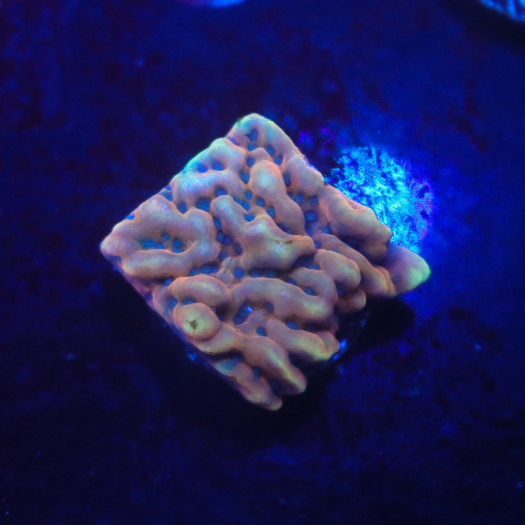 RR Crazy T Montipora