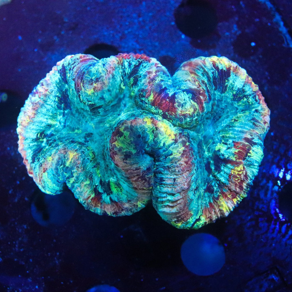 Trachyphyllia