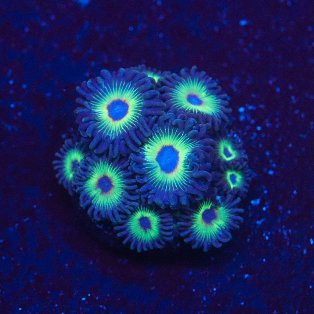 Bob Marley Zoanthid