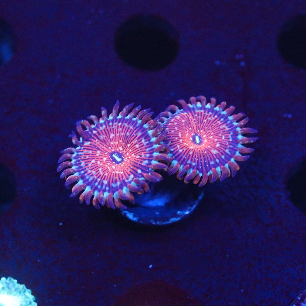 Seduction Zoanthids