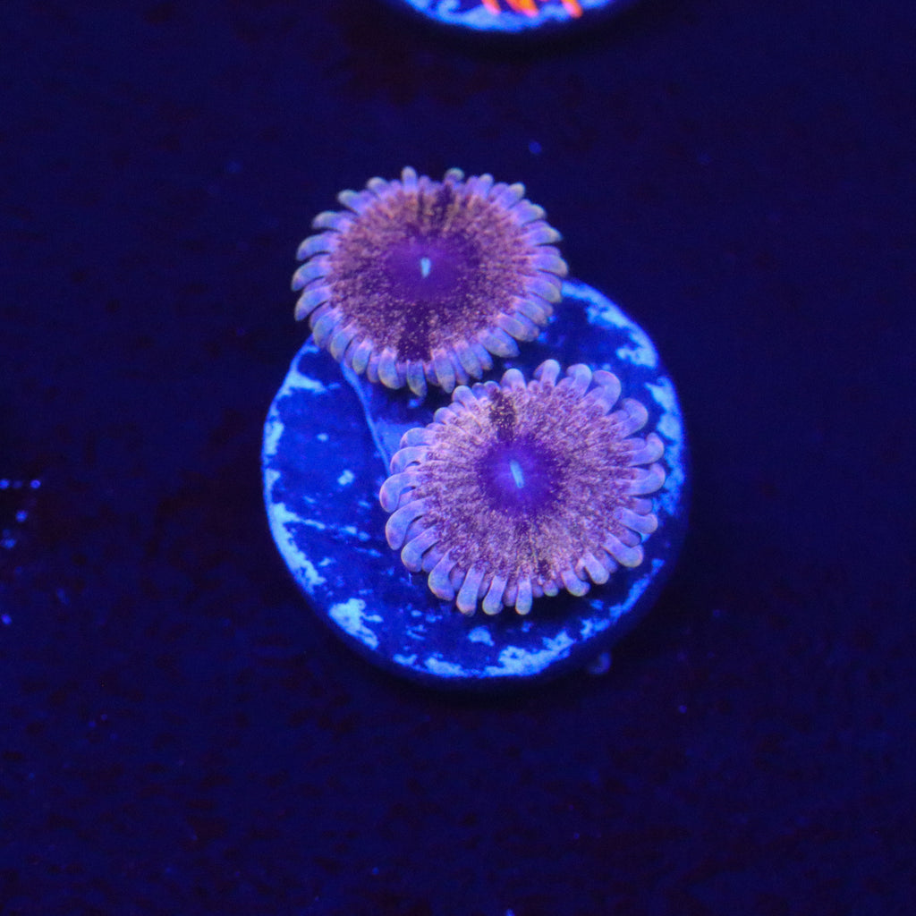 Solar Circus Zoanthid