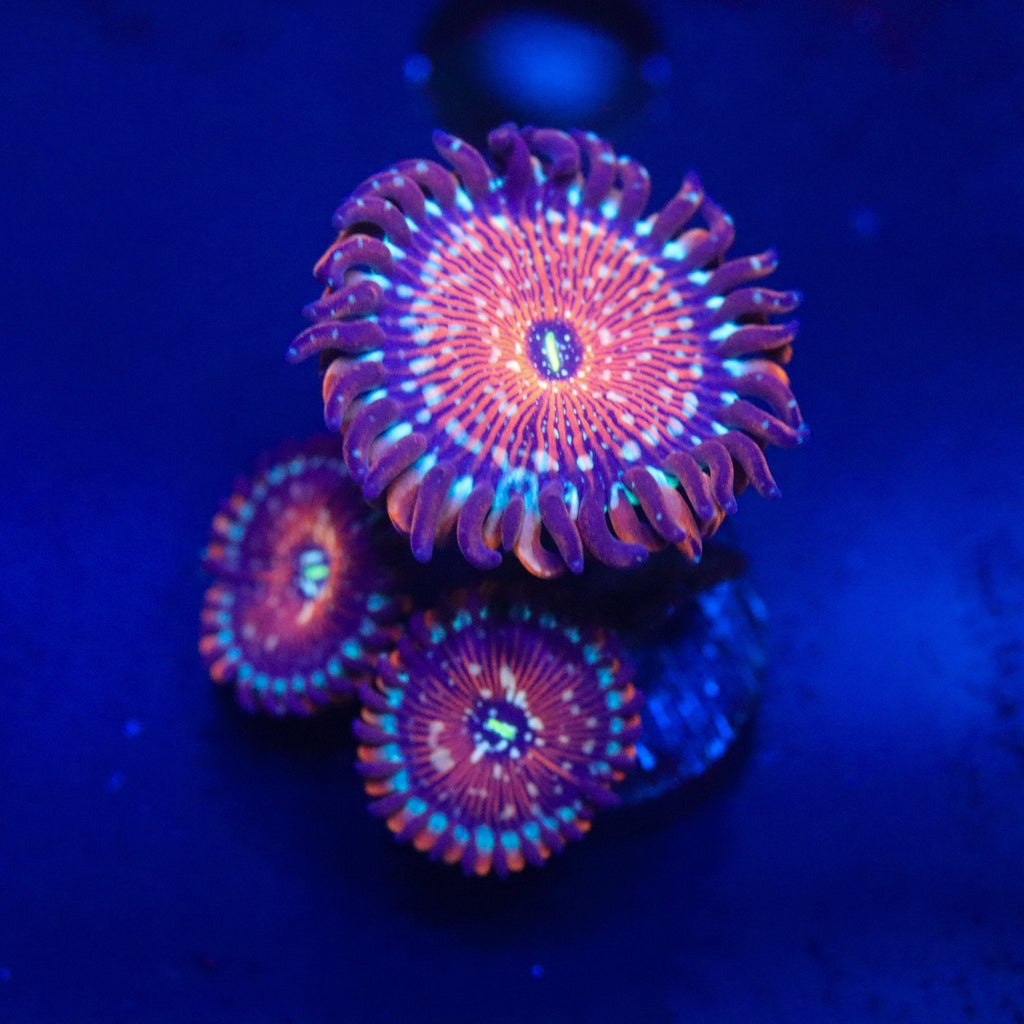 Seduction Zoanthid